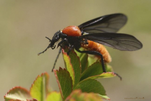 Owady z usterką. Kto jest szczęśliwie gryzienie? Owady z usterką. Kto jest szczęśliwie gryzienie?